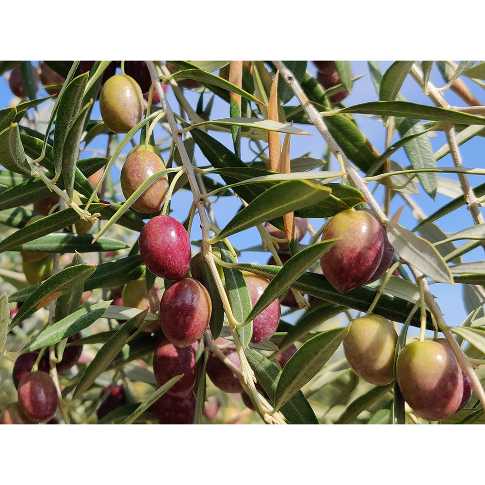 aceite de oliva picual y arbequina